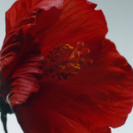 Jo Malone London - Red Hibiscus Cologne Intense - Image 4